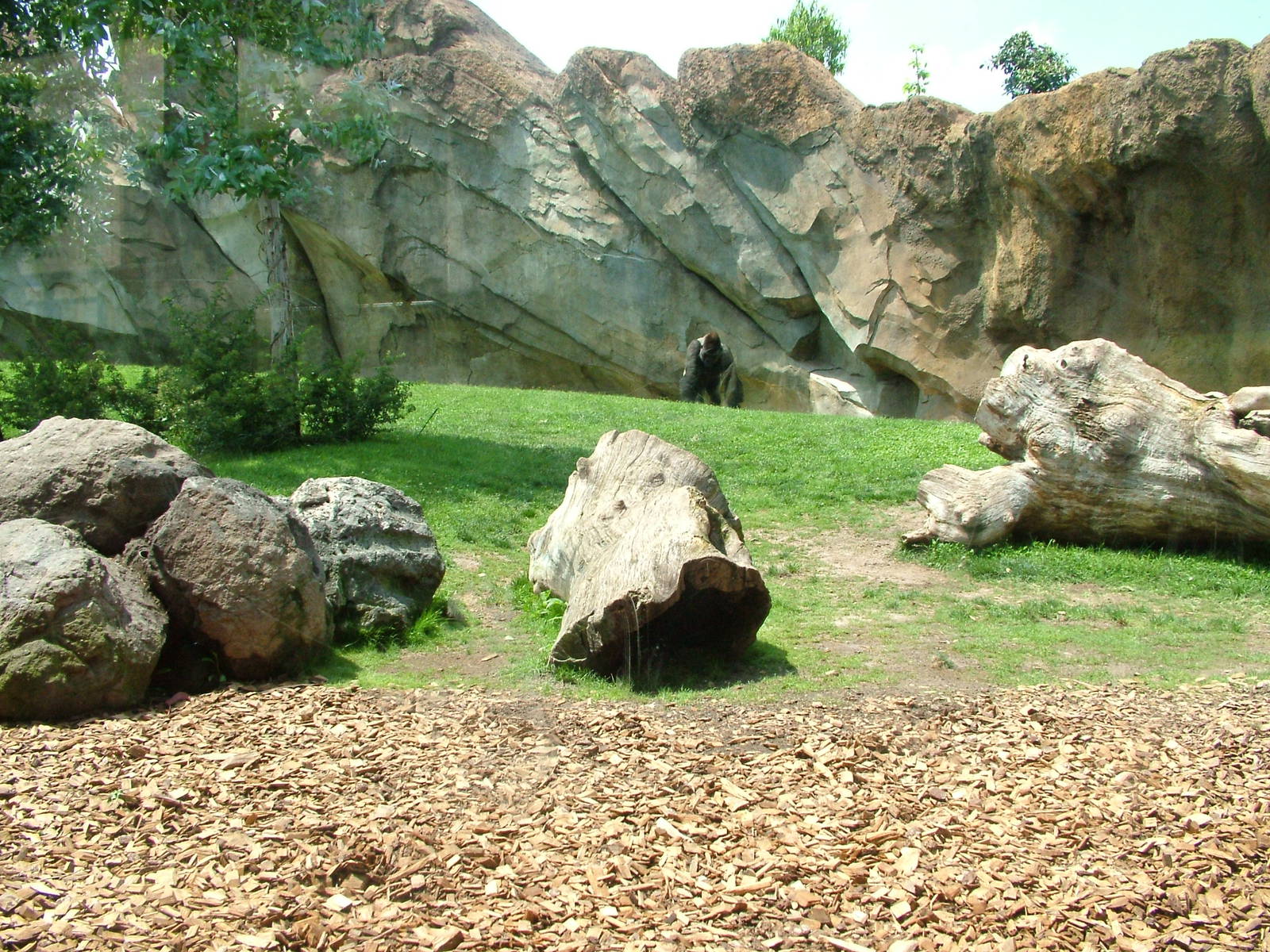 Gorilla/Mangabey Exhibit at Bioparc Valencia, 28/05/11