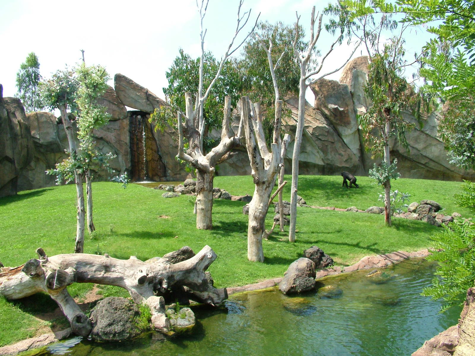 Gorilla/Mangabey Exhibit at Bioparc Valencia, 28/05/11