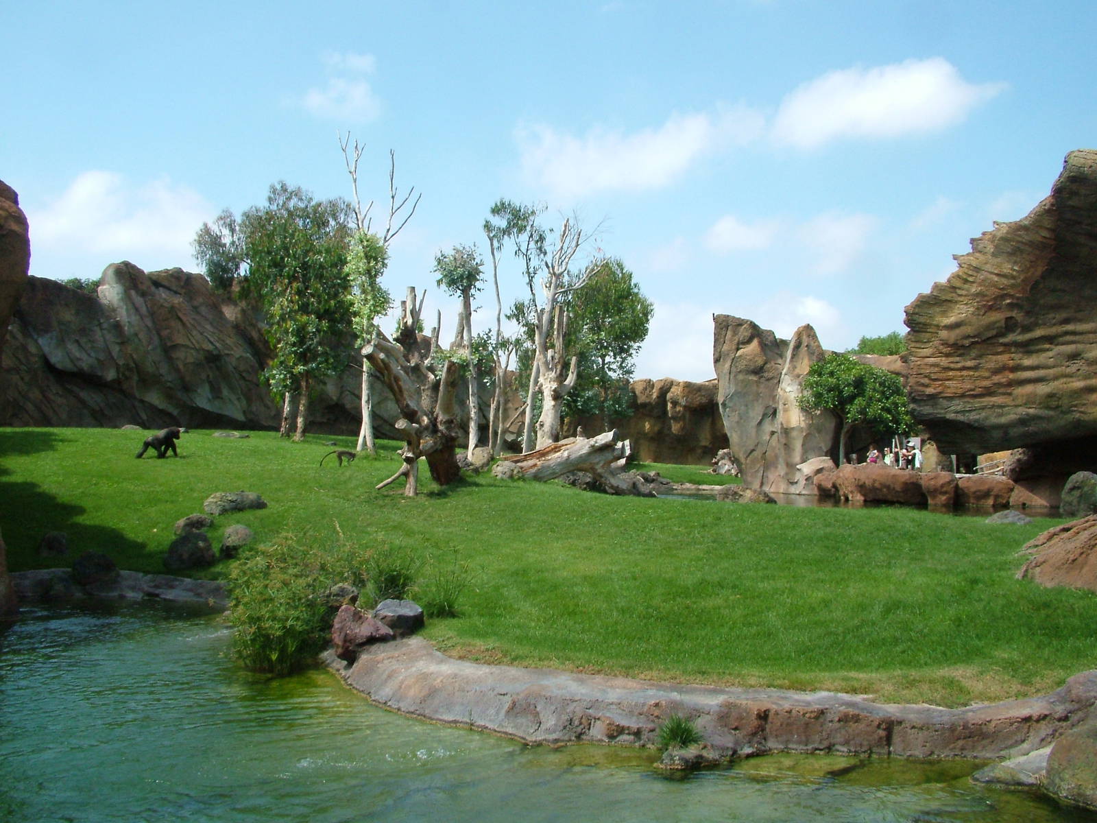 Gorilla/Mangabey Exhibit at Bioparc Valencia, 28/05/11