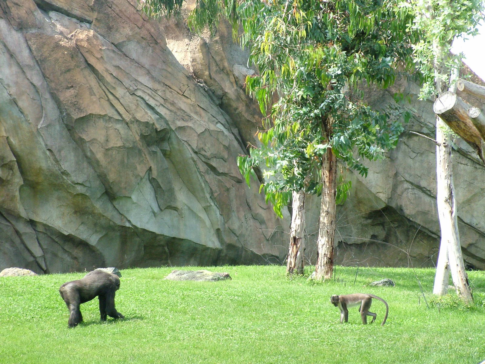 Gorilla/Mangabey Exhibit at Bioparc Valencia, 28/05/11