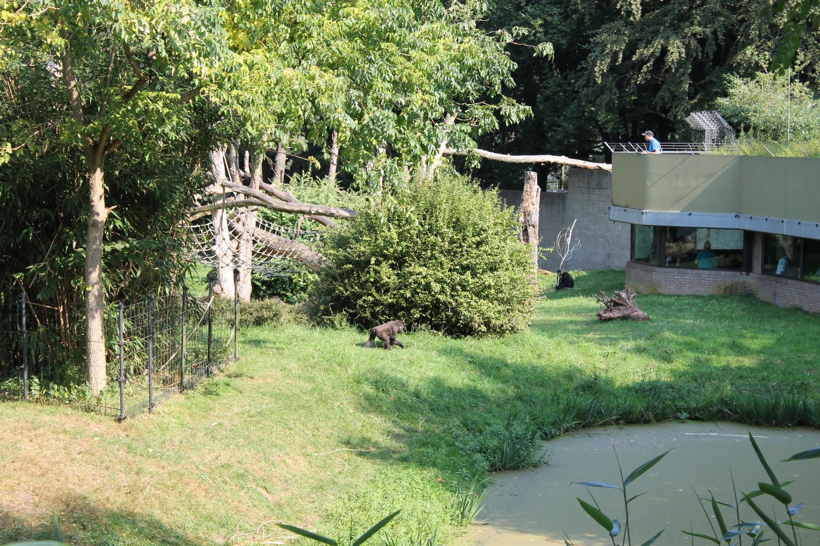 Gorilla - Mangabey outdoor-enclosure