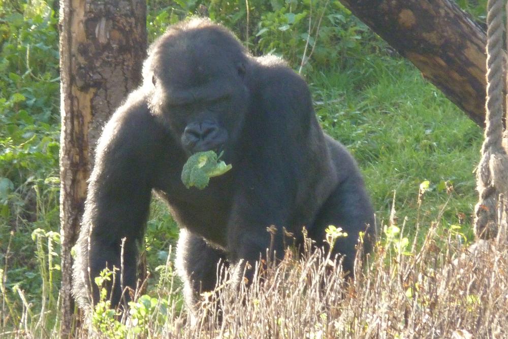 Gorilla, Matadi, January 2014
