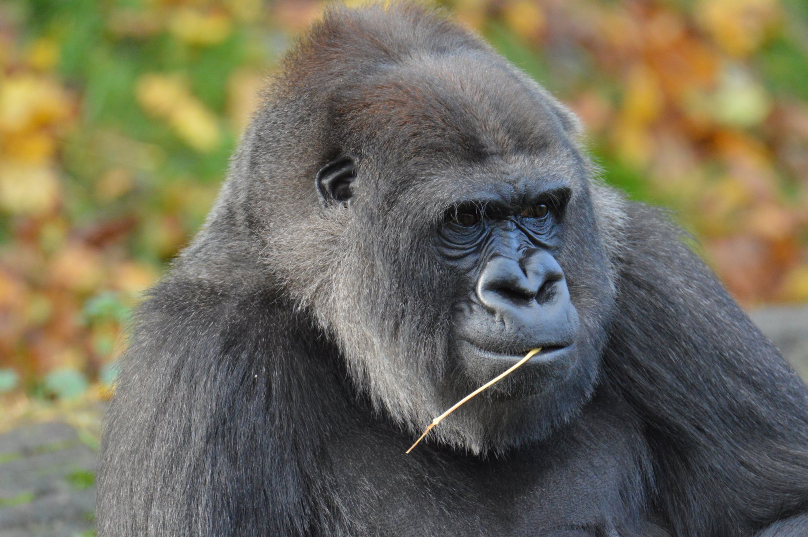 Gorilla Mawenzi