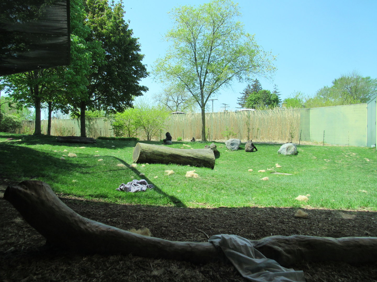 Gorilla Meadow (Right side) - 5/9/23