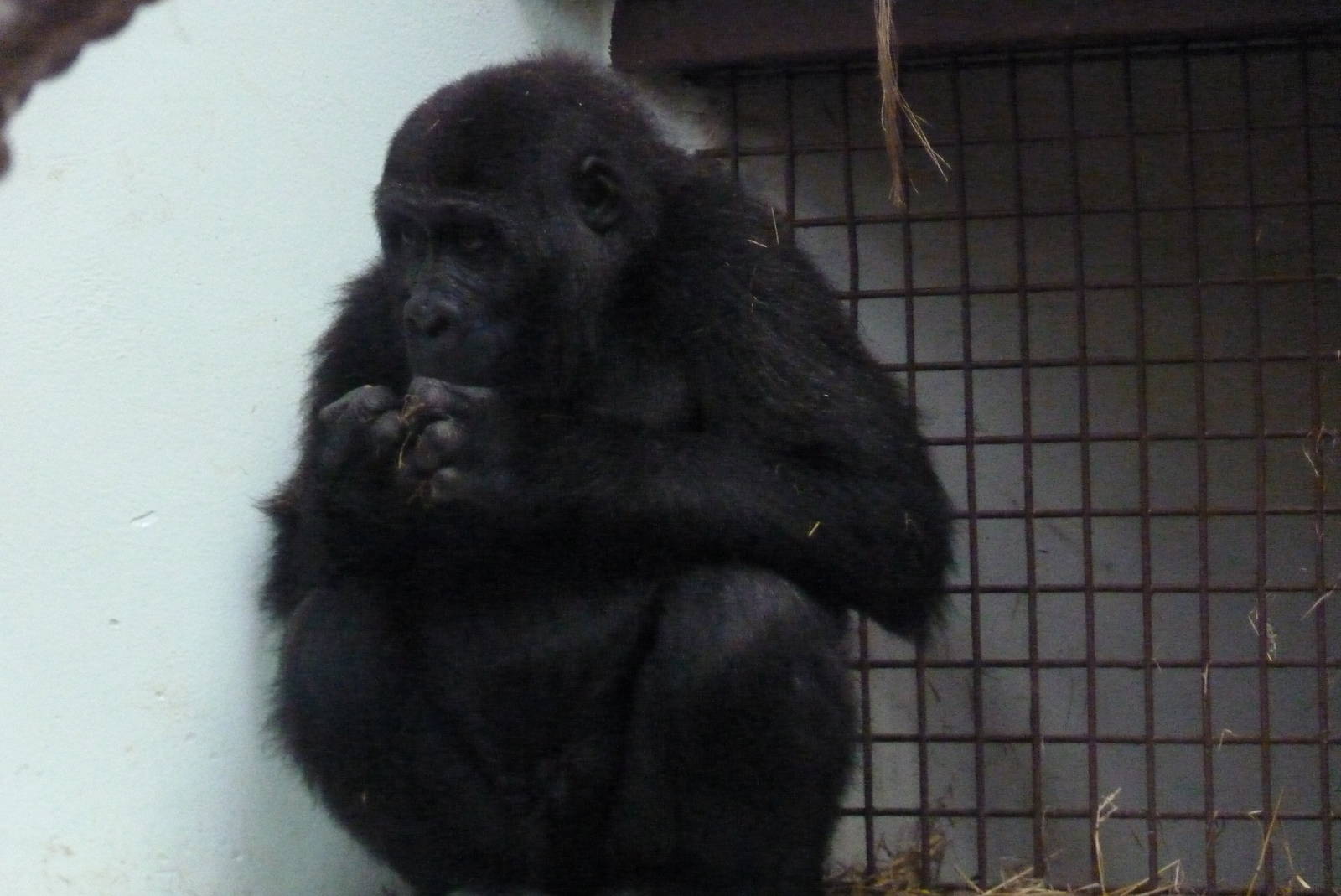 Gorilla, Meisie, September 2016