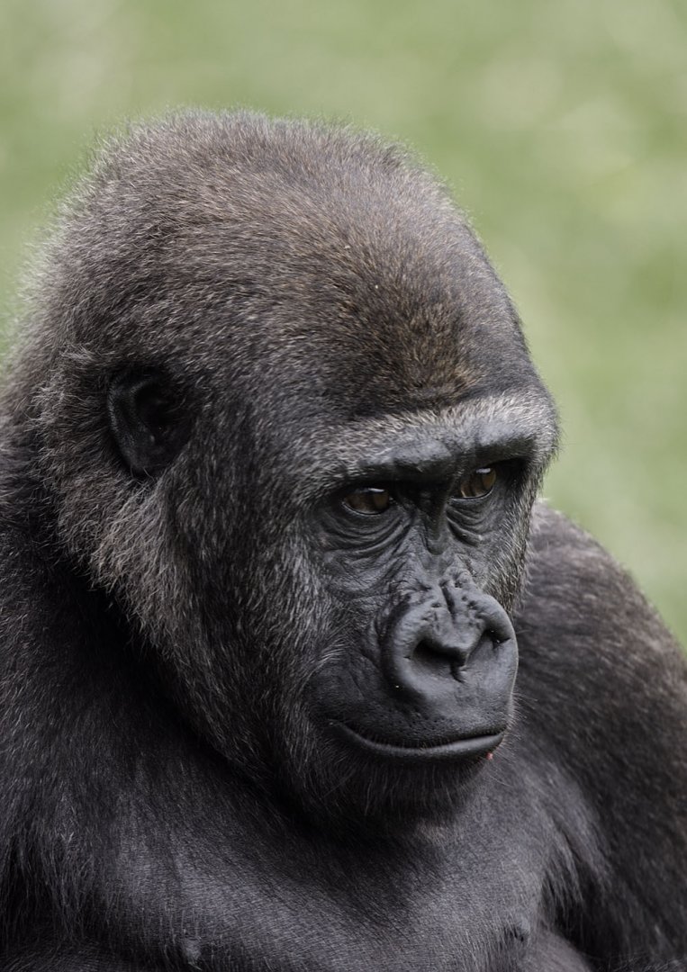 Gorilla 'Meisie'