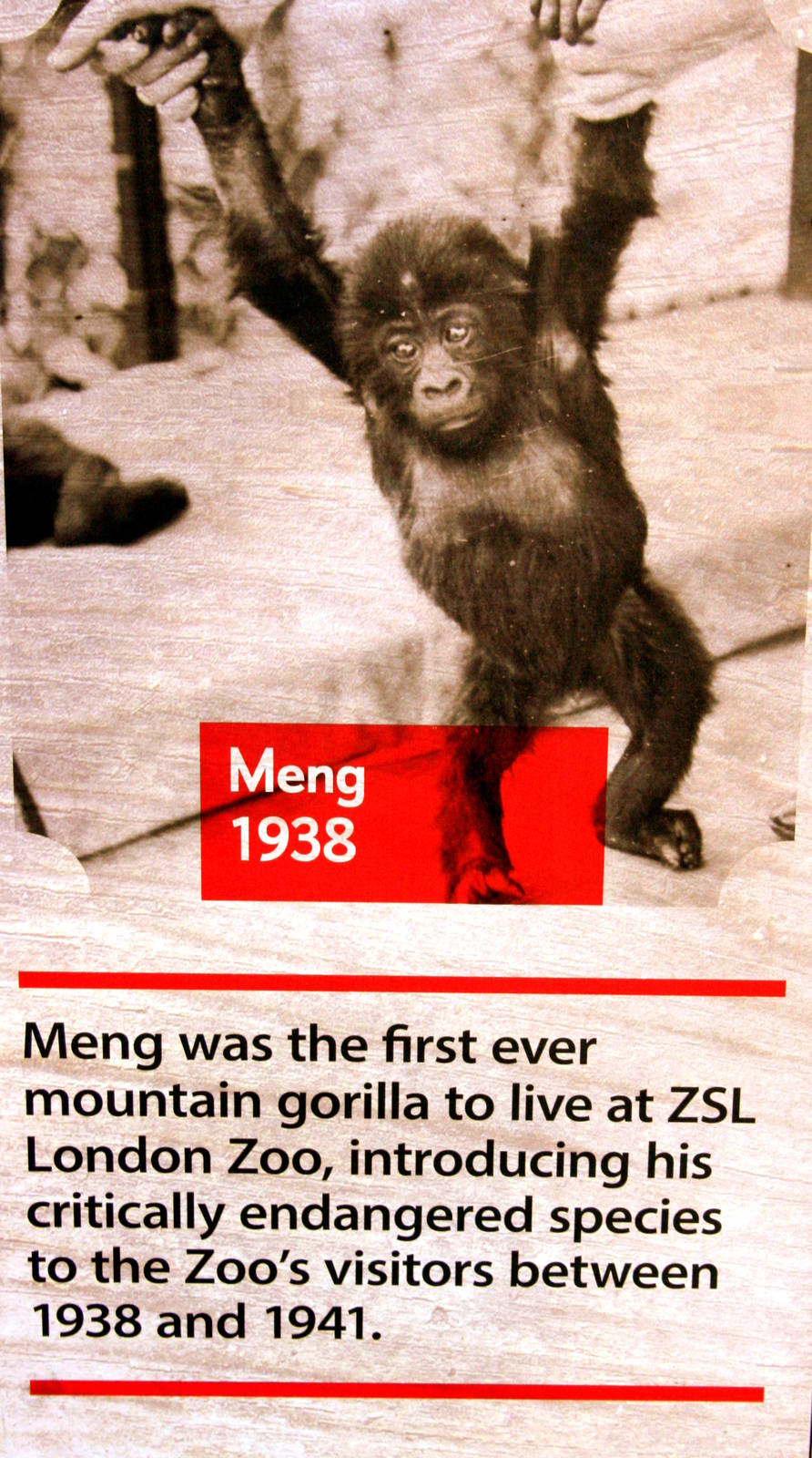 Gorilla (Meng); London Zoo poster; 30th December 2014