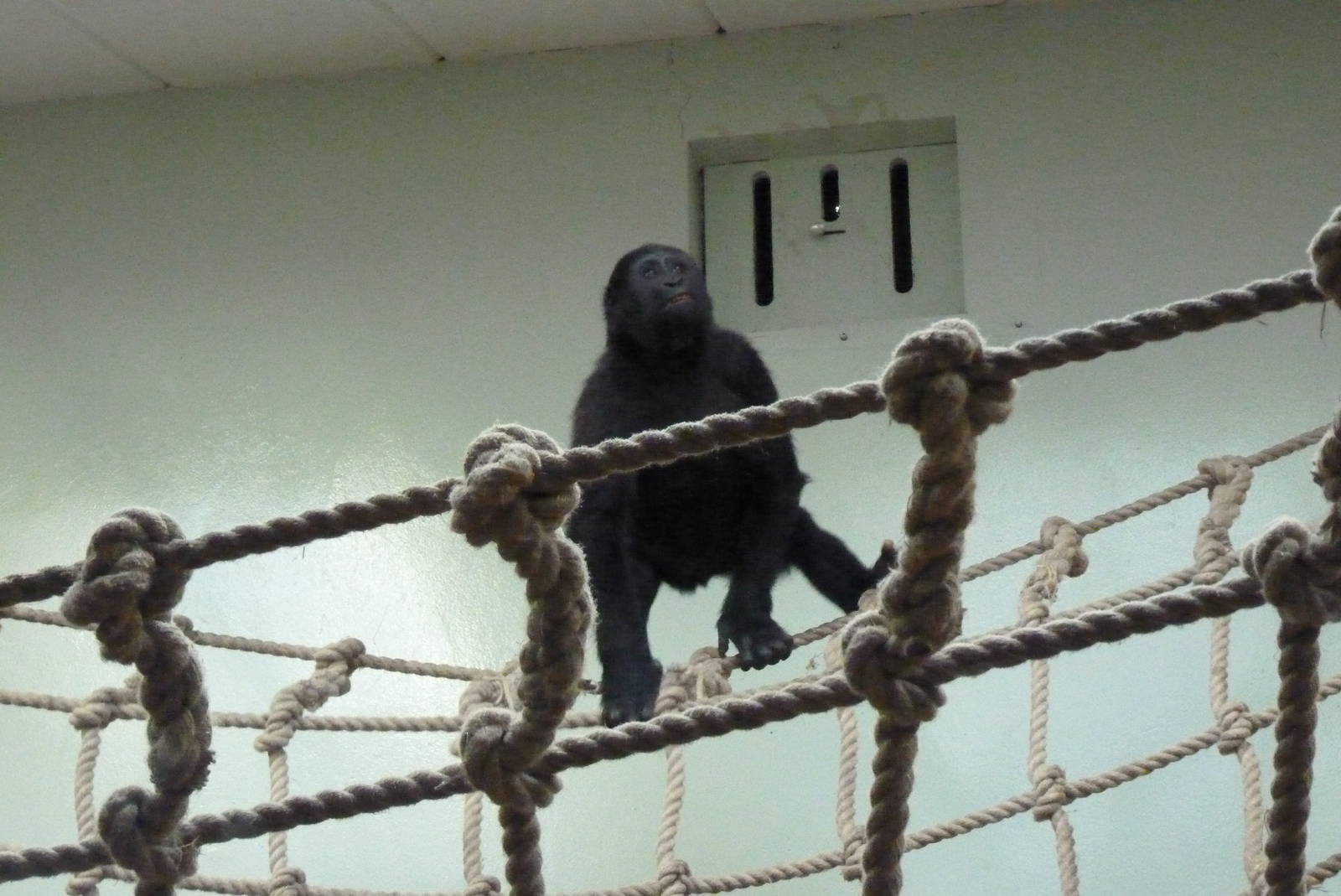 Gorilla, Moanda, September 2016