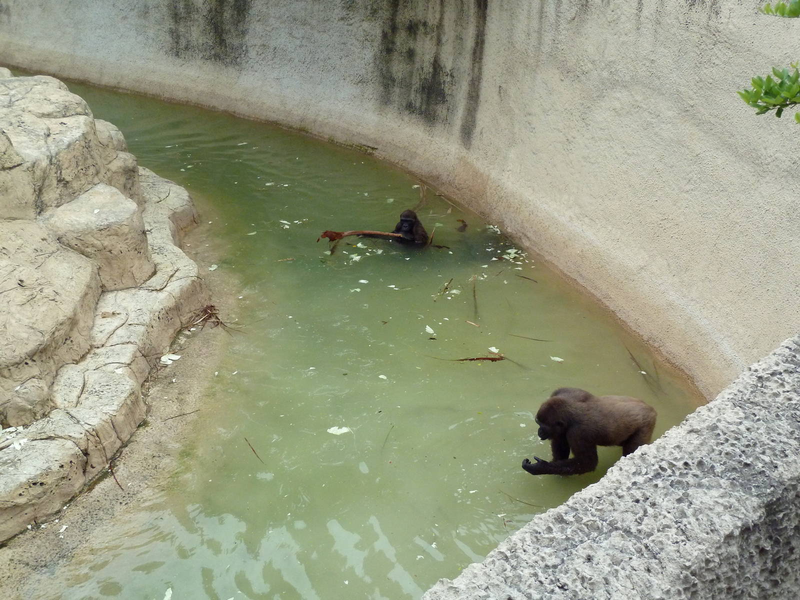 Gorilla Moat