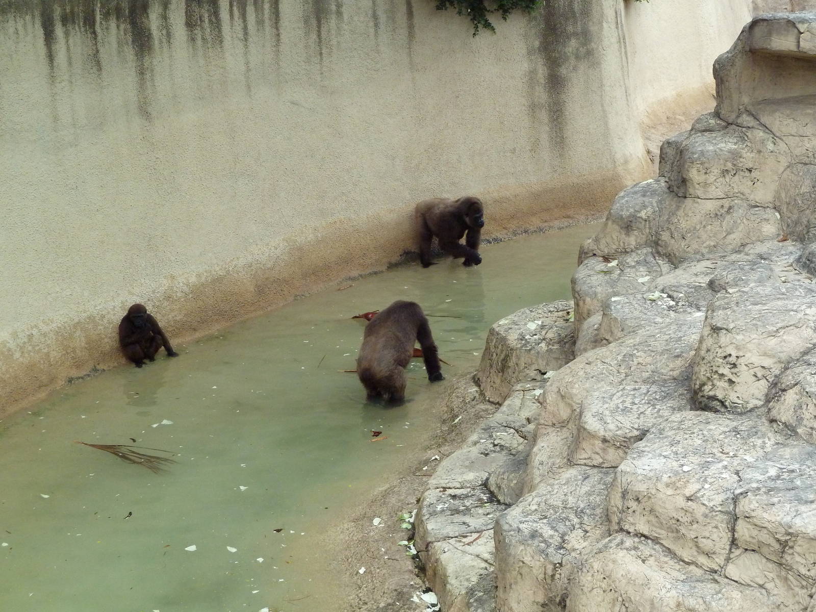 Gorilla Moat
