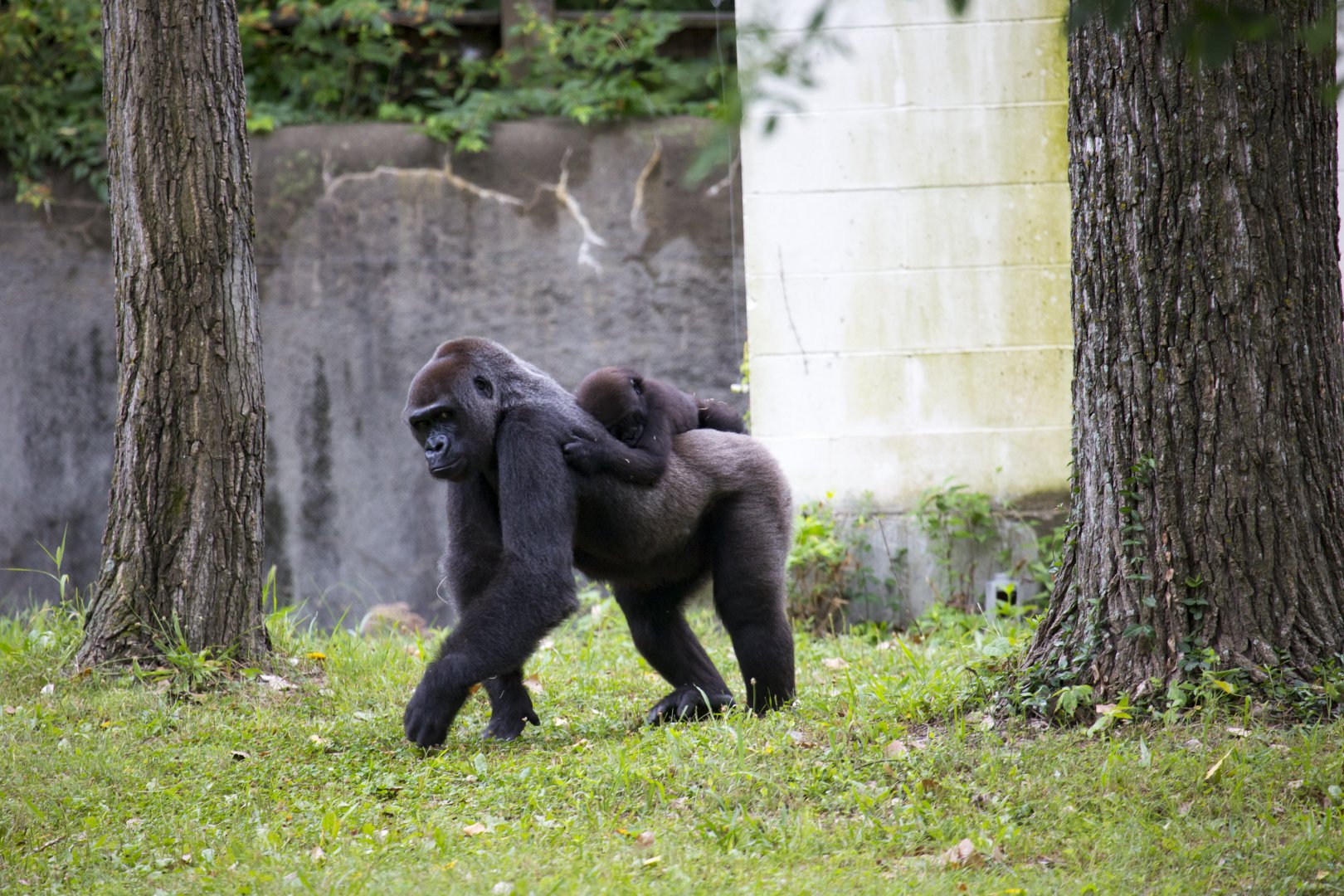 Gorilla mother and young