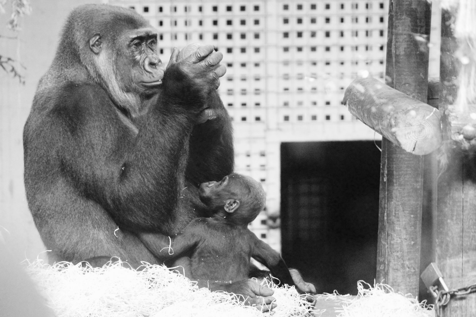 Gorilla mother and youngster