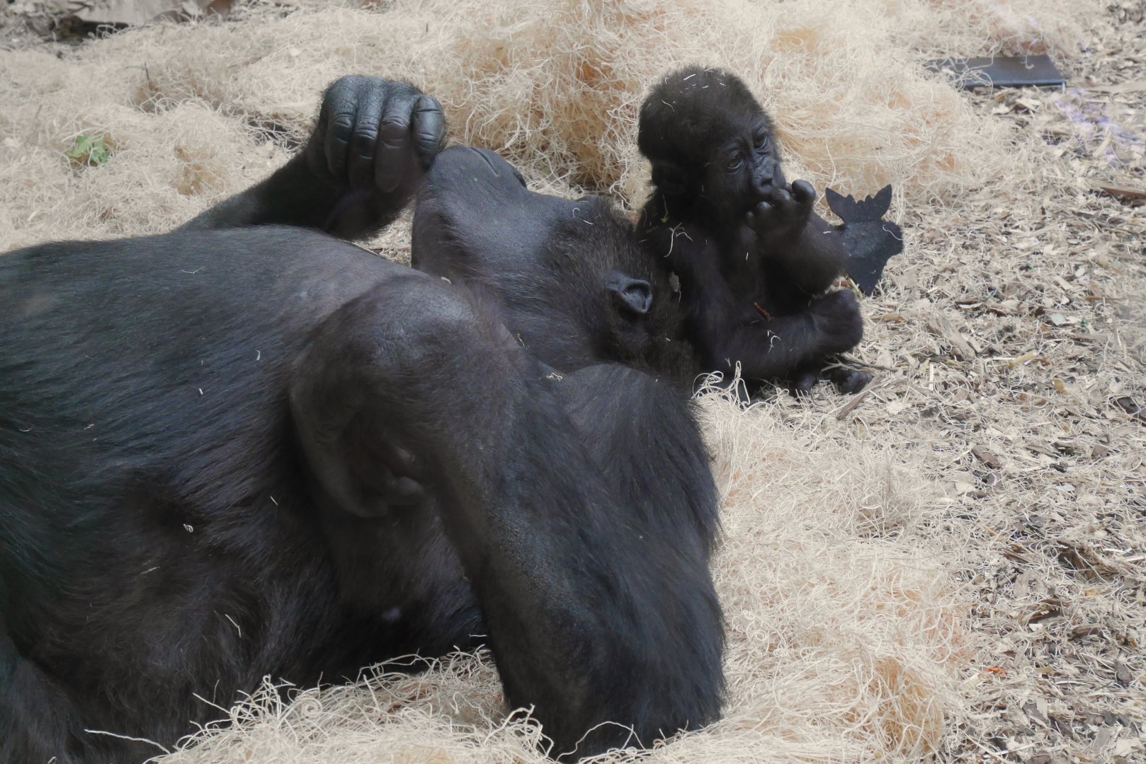 Gorilla Mothering