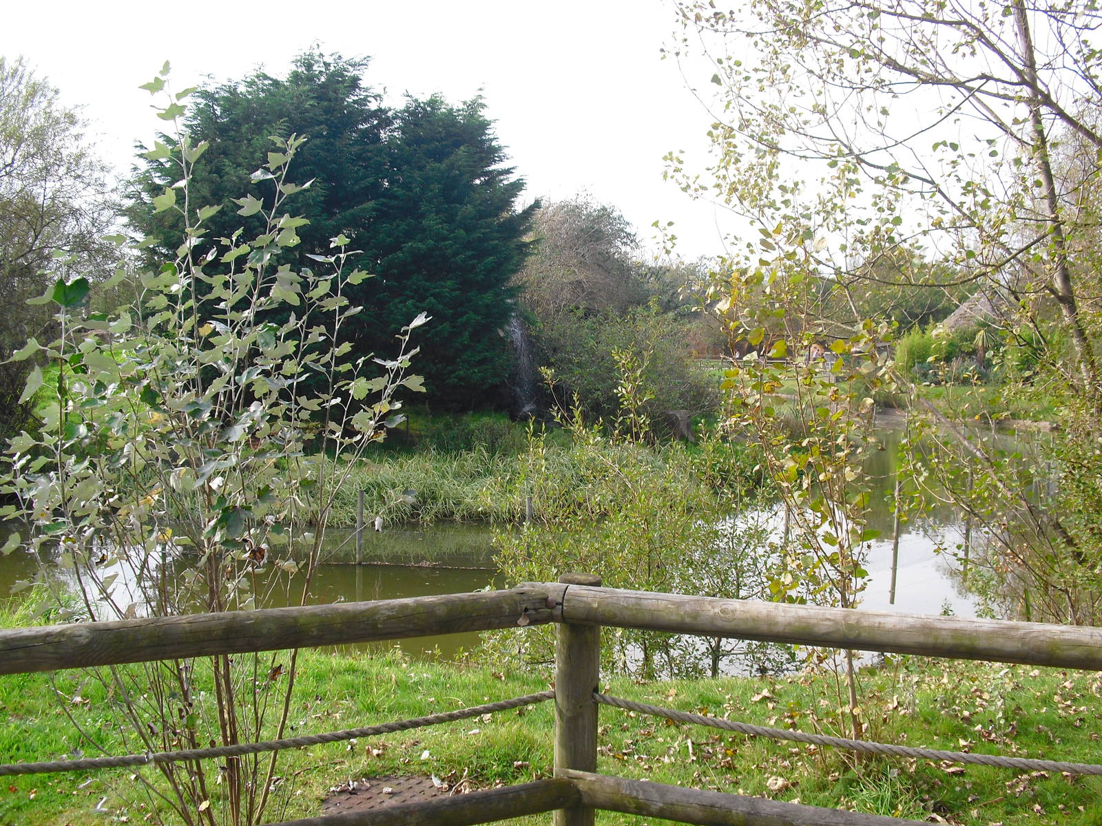 Gorilla Mountain - 01/10/2011