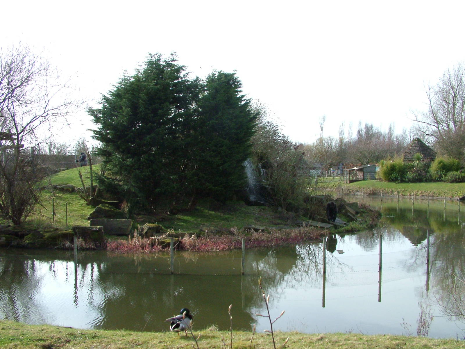 Gorilla Mountain at Blackpool 26/03/10