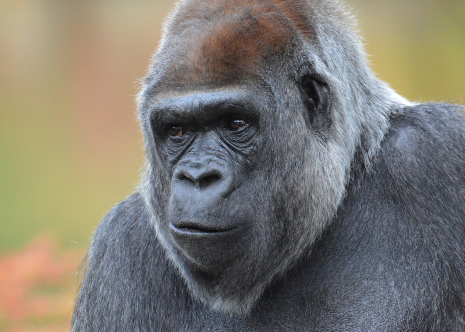 Gorilla Mpenzi