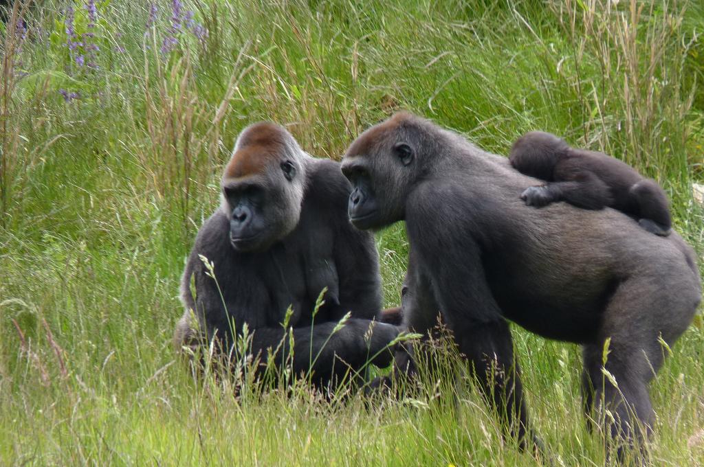 Gorilla mums, June 2012