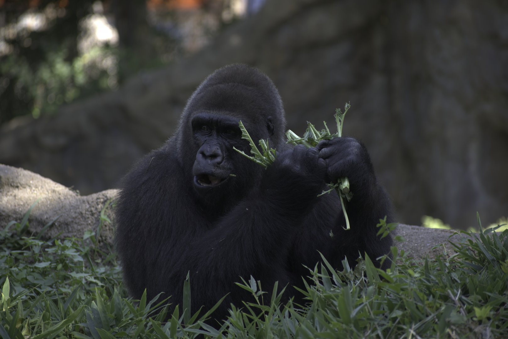 Gorilla Munchin' Time