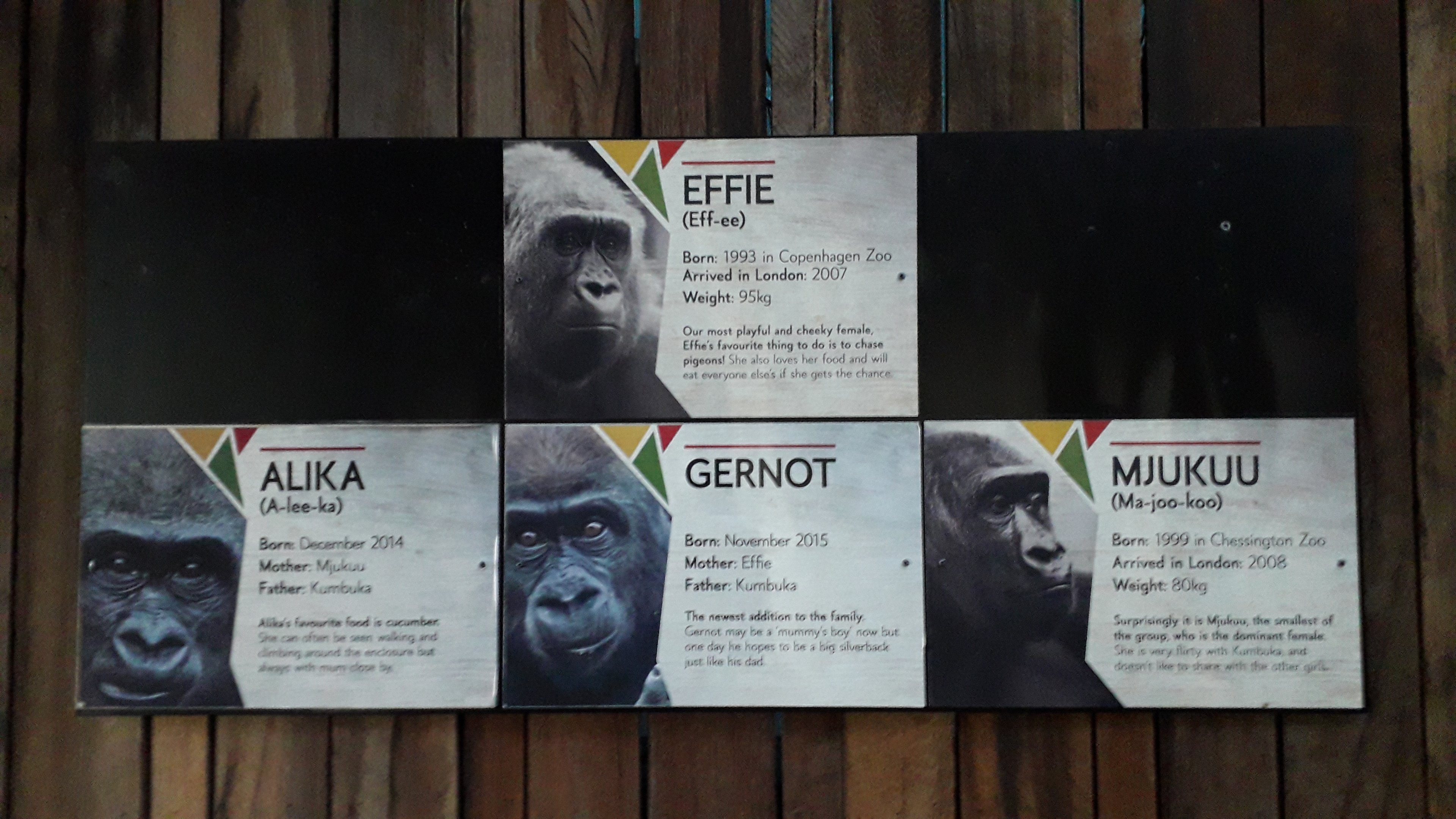 Gorilla name board