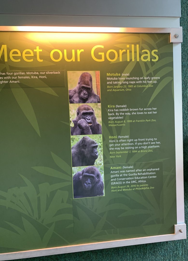 Gorilla names