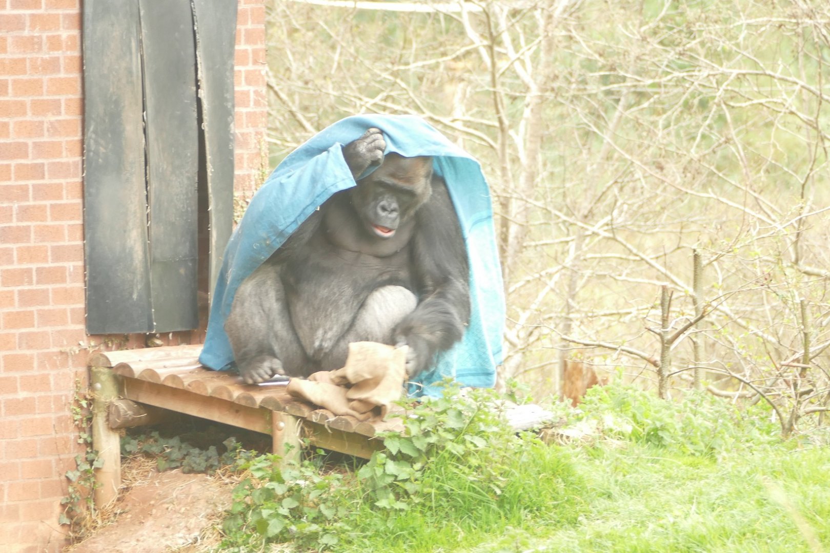 Gorilla, N'Dowe, checking the temperature, April 2021