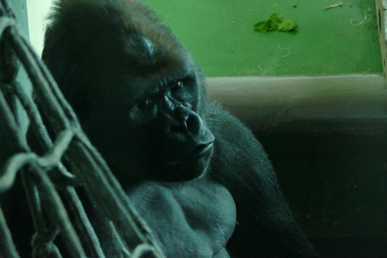 Gorilla, N'Dowe, December 2017