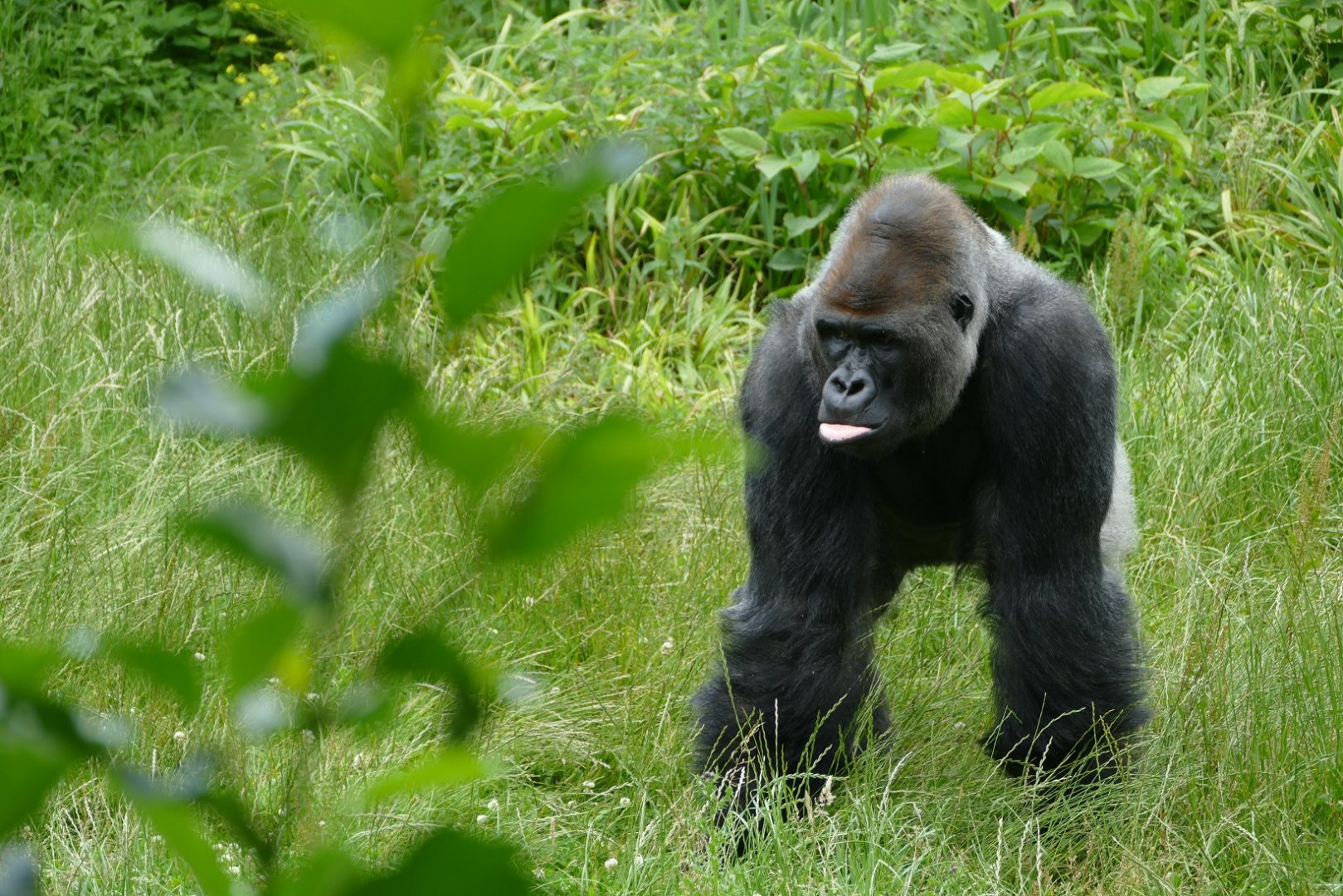 Gorilla N'Dowe, re-opening day 6 July 2020