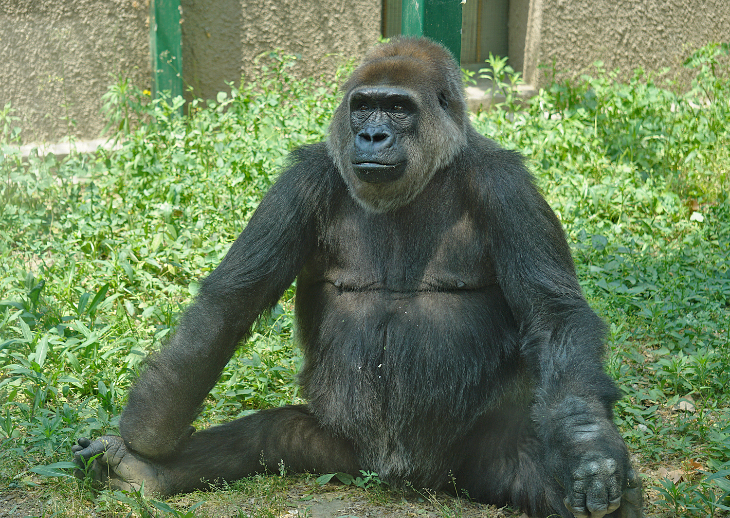 Gorilla Ni kou, Zhengzhou zoo