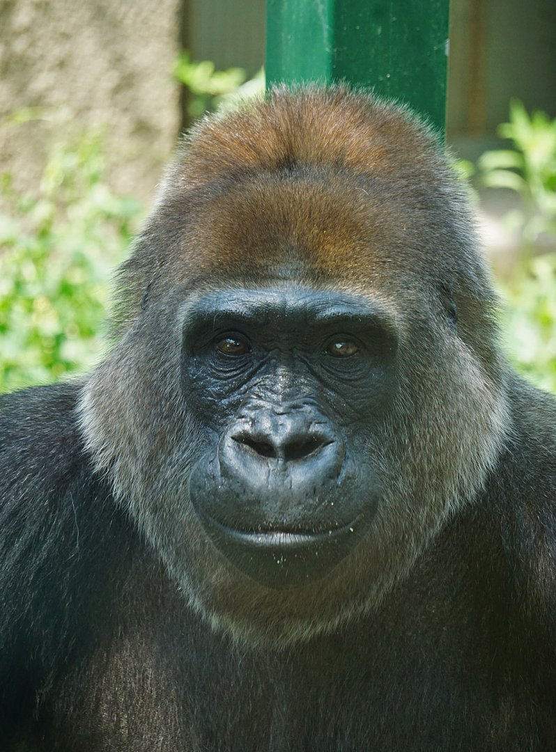 Gorilla Ni kou, Zhengzhou zoo