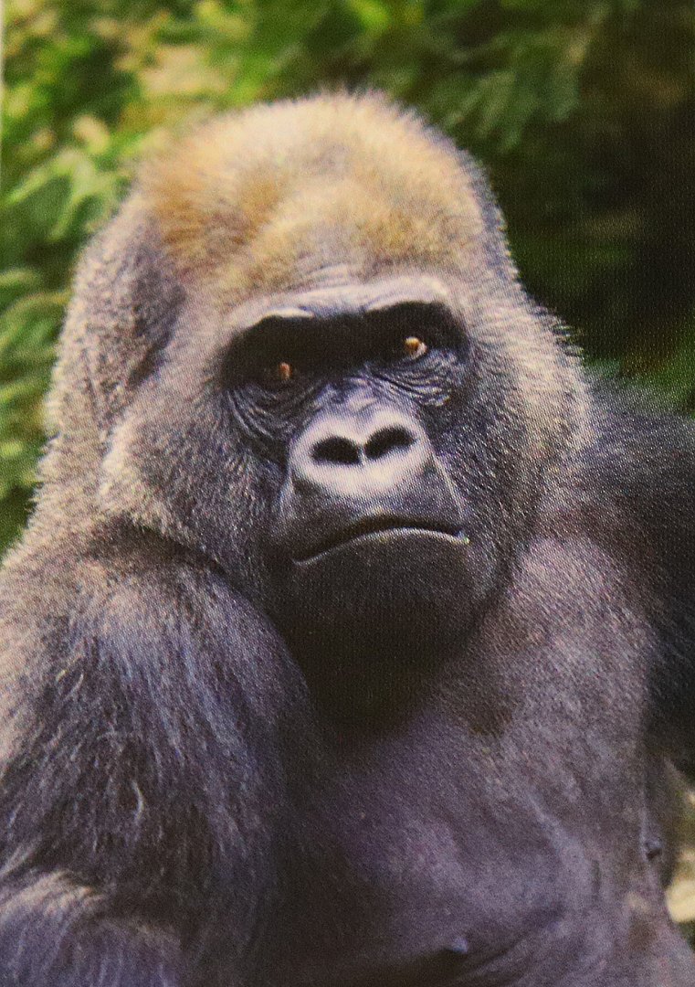 Gorilla Nior (At the beginning of this century)