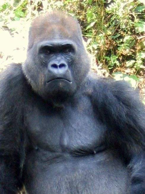 Gorilla Nior (At the beginning of this century)