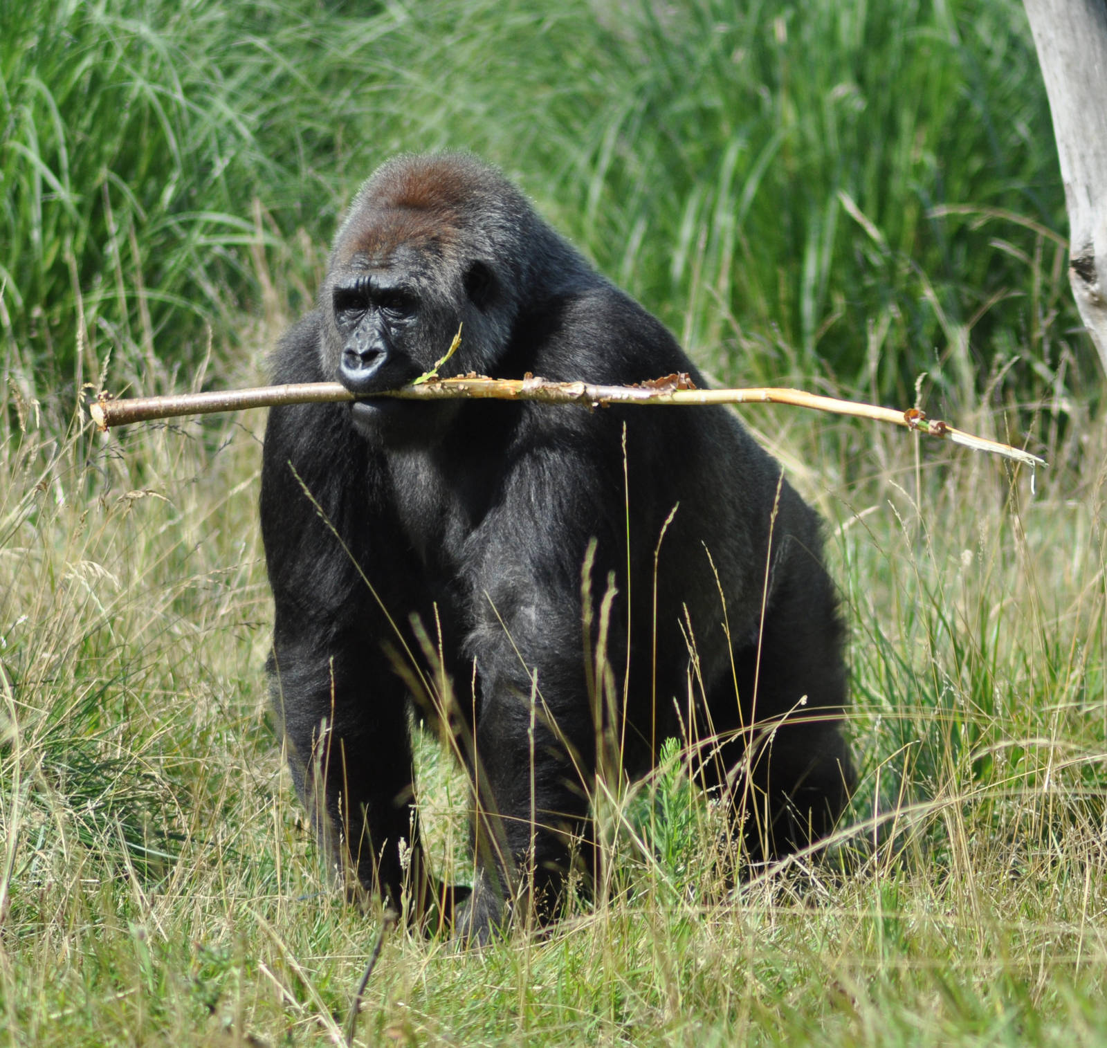 Gorilla - not sure which one