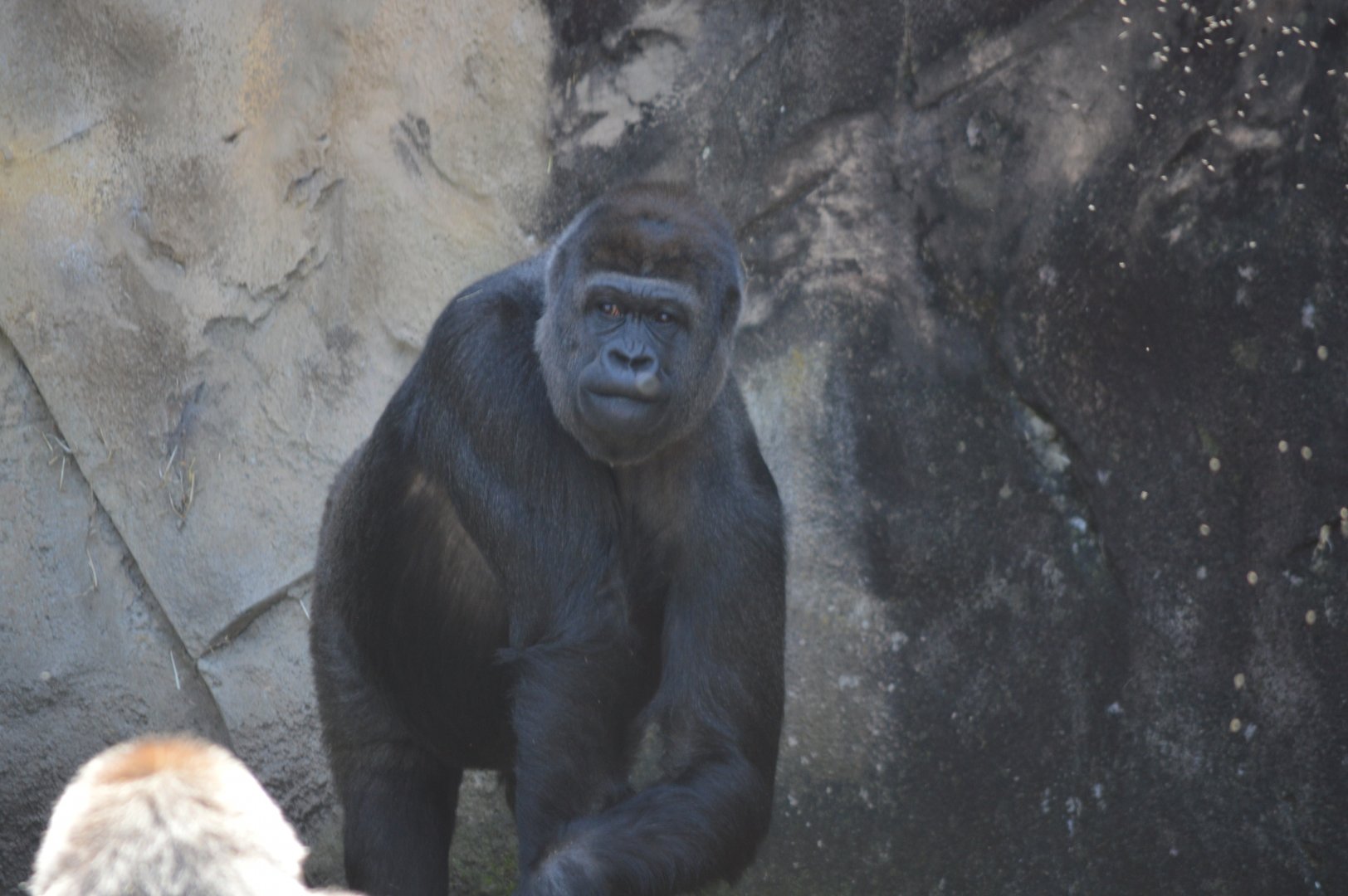 Gorilla, October 2024