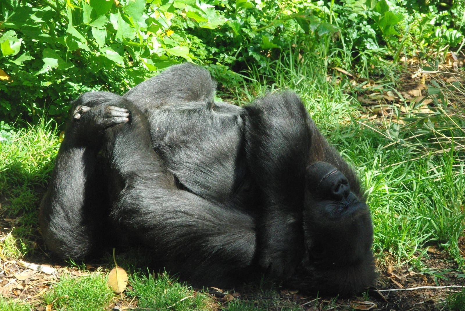 Gorilla - one of the girls