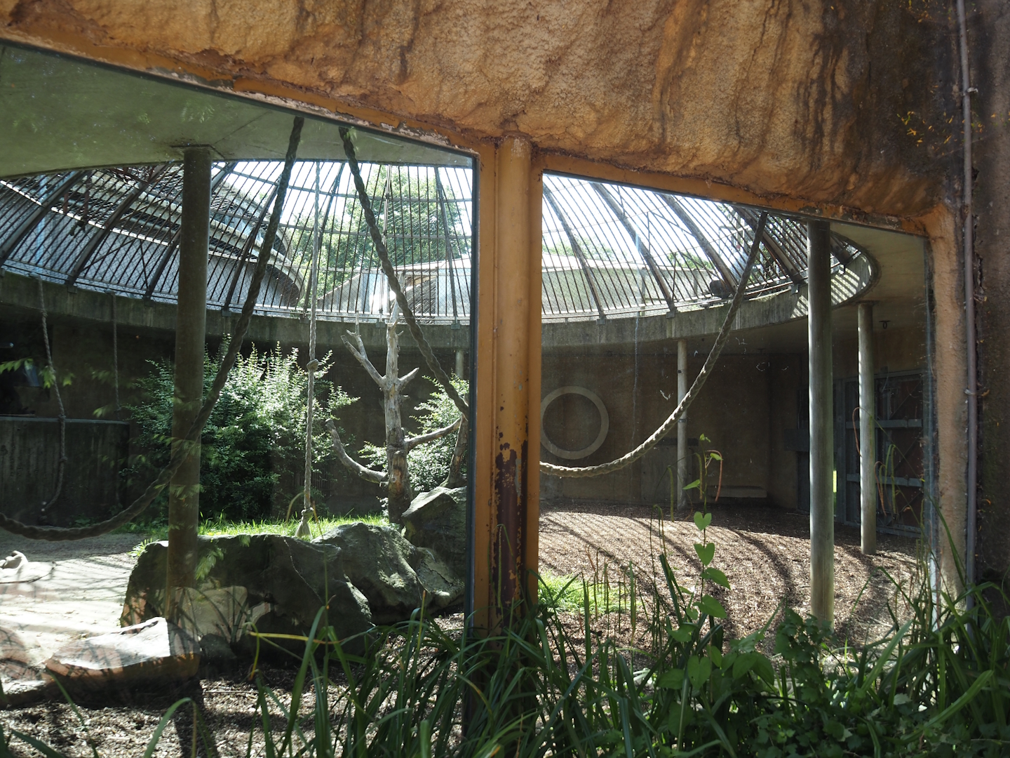 Gorilla or smaller primate separation exhibit next to gorilla exhibit, 2024-06-30