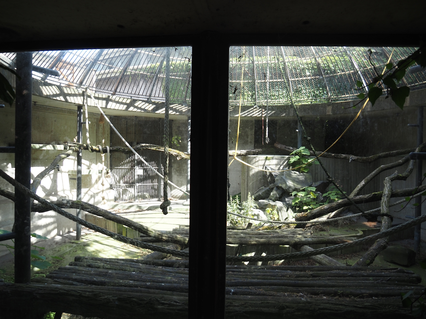 Gorilla or smaller primate separation exhibit next to gorilla exhibit, 2024-06-30