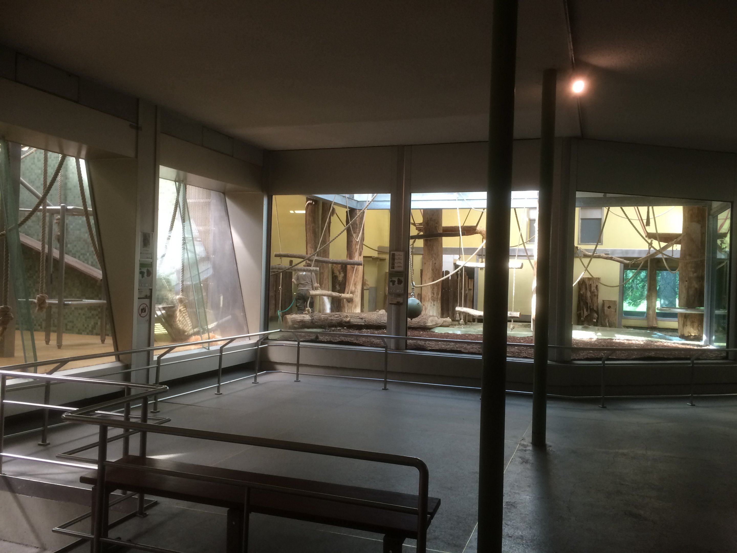 Gorilla & orangutan indoor area