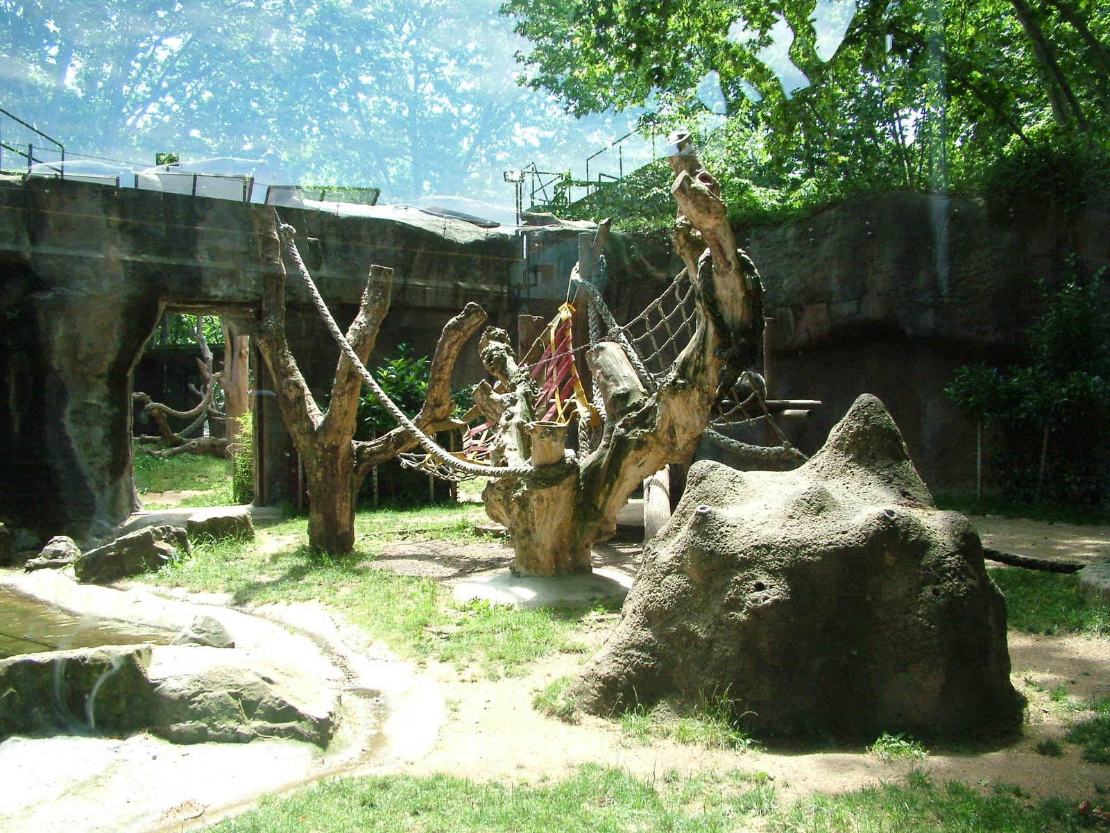 Gorilla Outdoor Area at Barcelona, 30/05/11