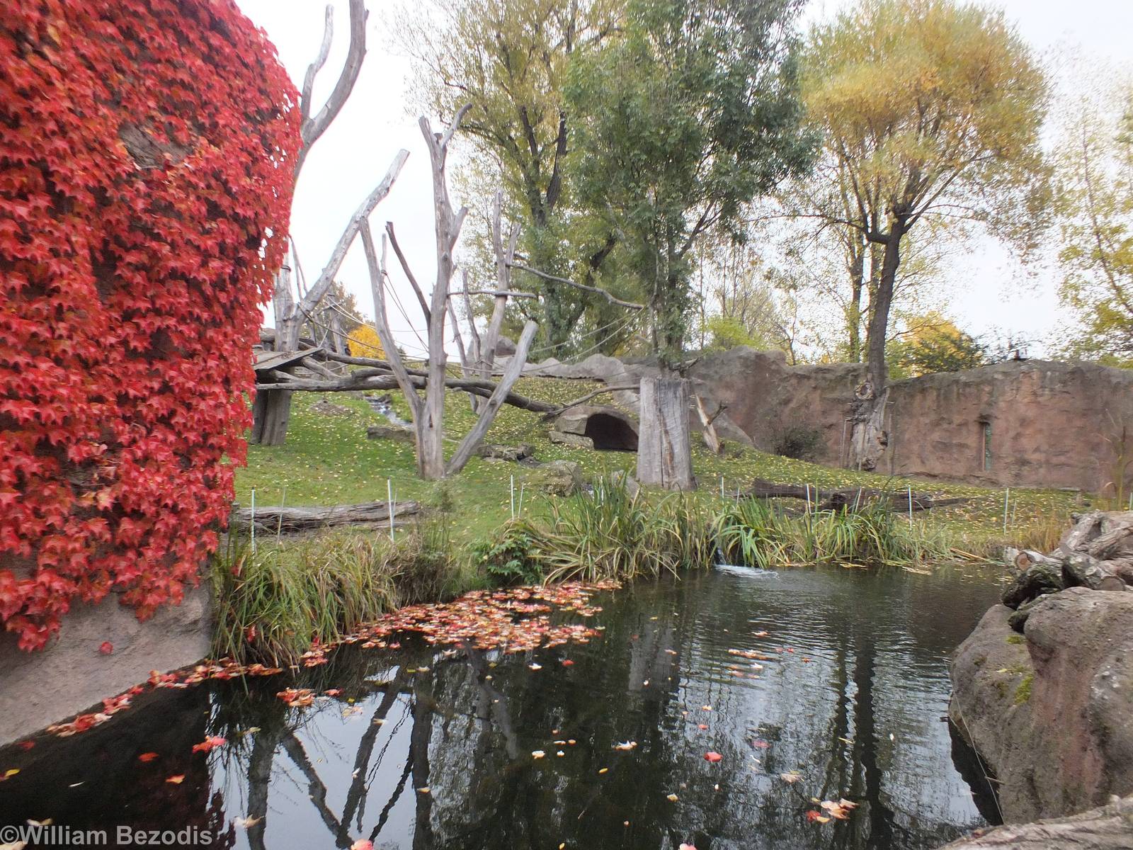 Gorilla Outdoor Area