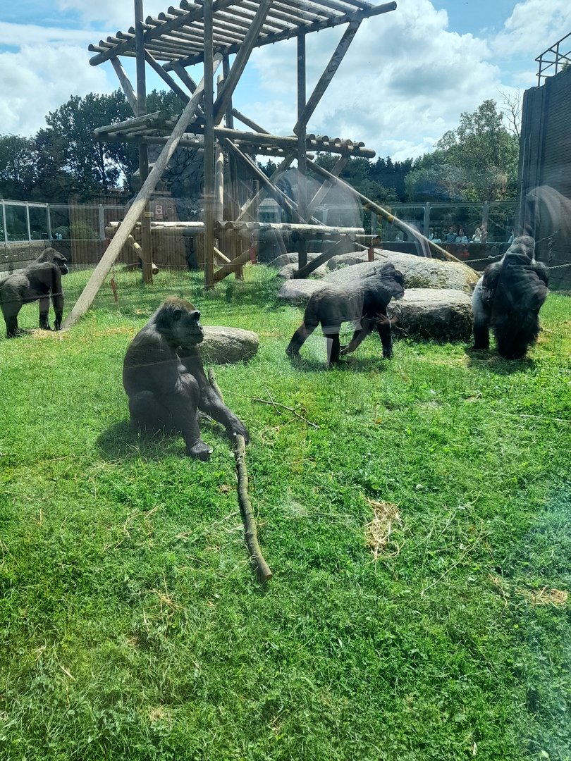 Gorilla - outdoor area