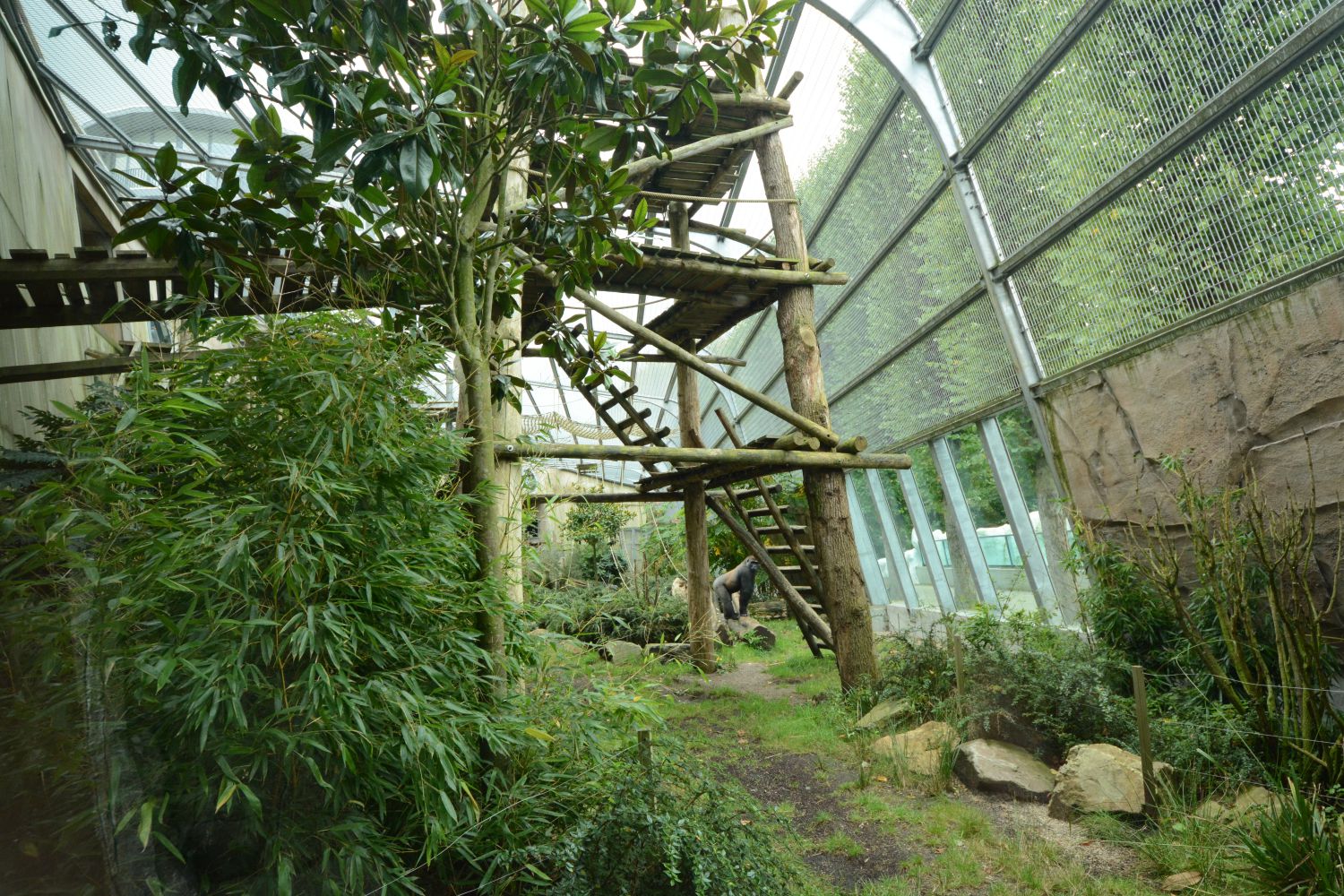 Gorilla outdoor cage