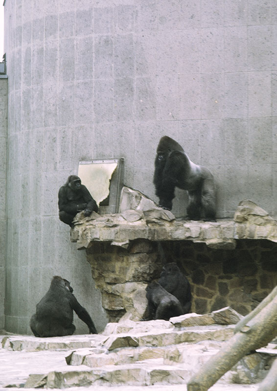 Gorilla outdoor enclosure 1973