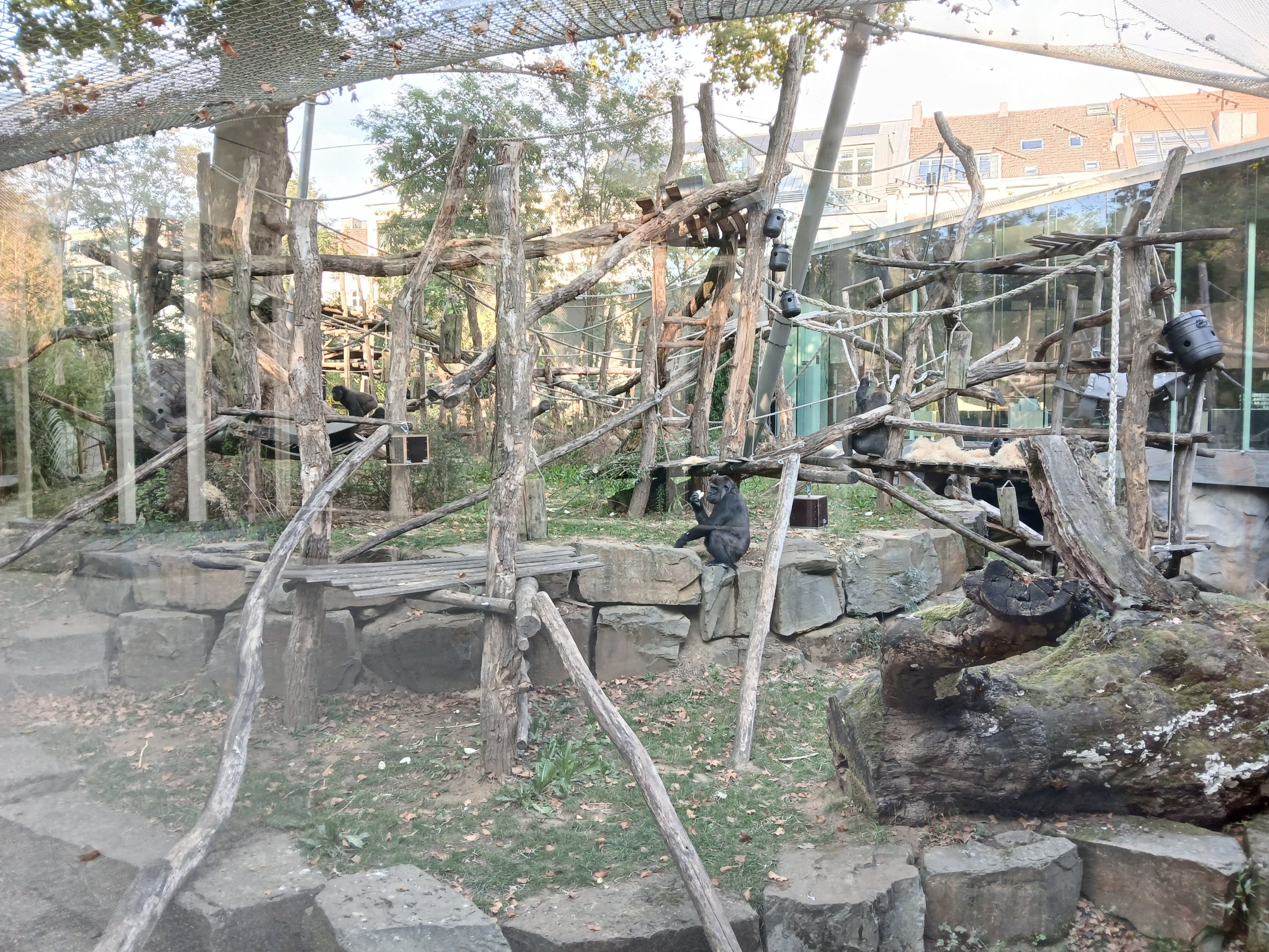 Gorilla outdoor enclosure (30th September 2025)
