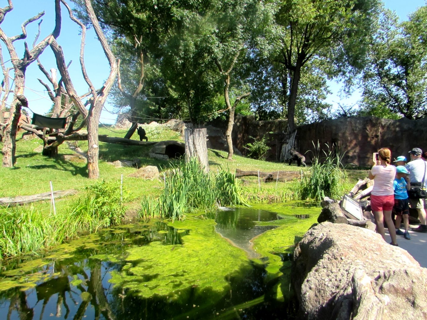 Gorilla outdoor enclosure - July/2017