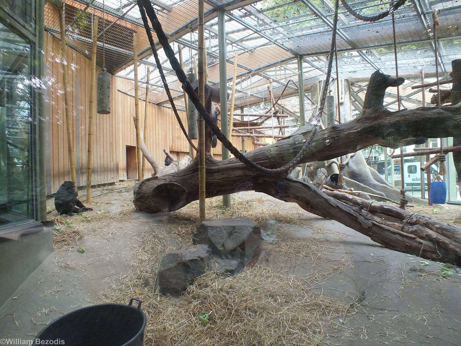 Gorilla Outdoor Enclosure