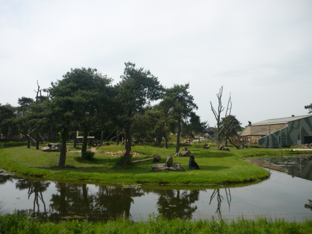 Gorilla Outdoor Enclosure