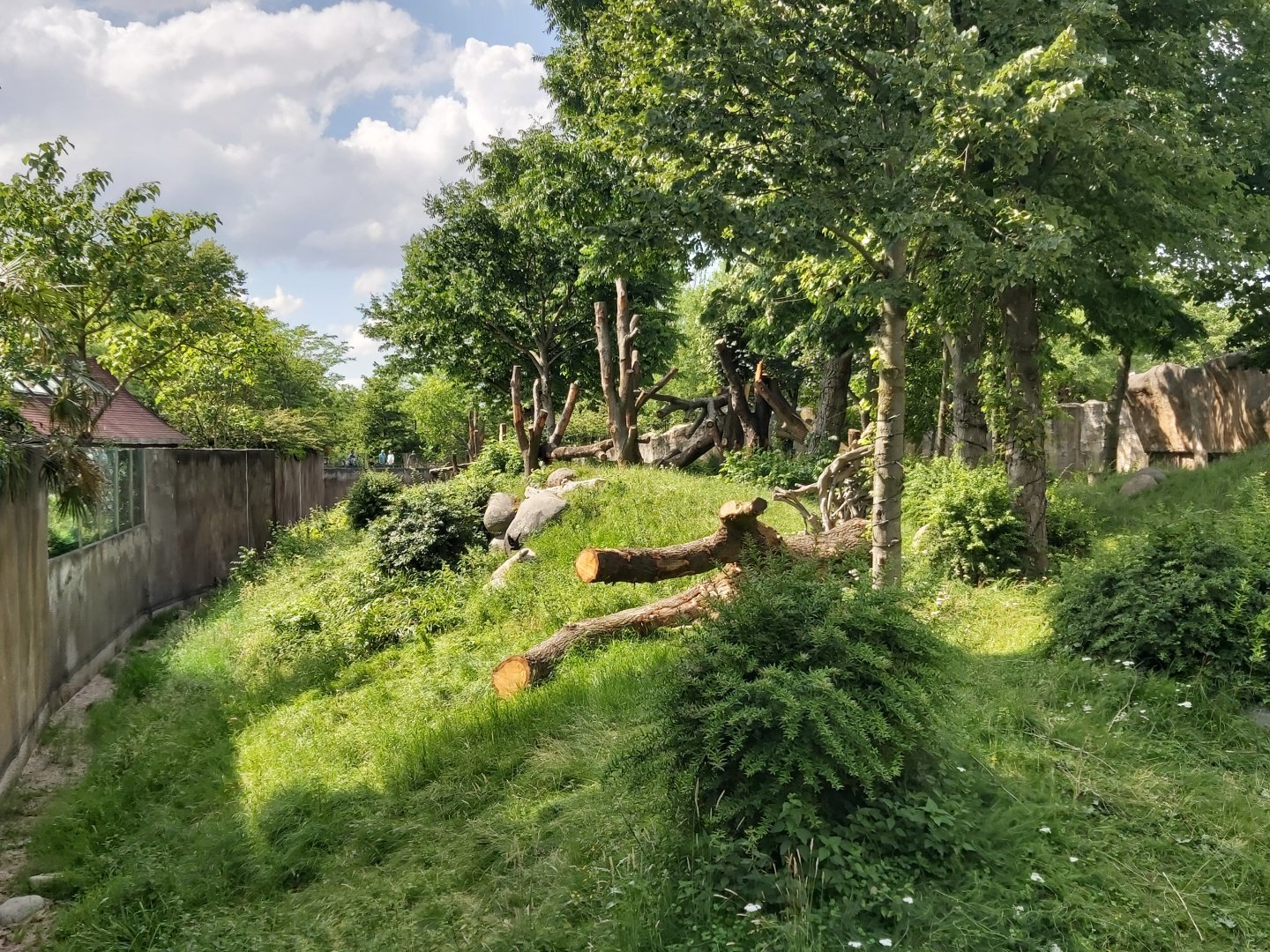 Gorilla outdoor enclosure.