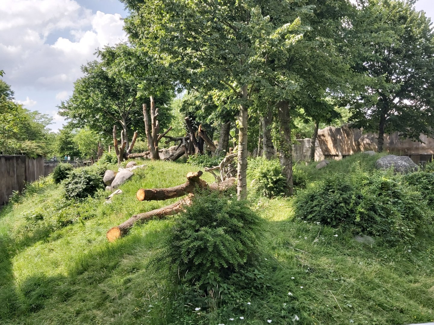 Gorilla outdoor enclosure