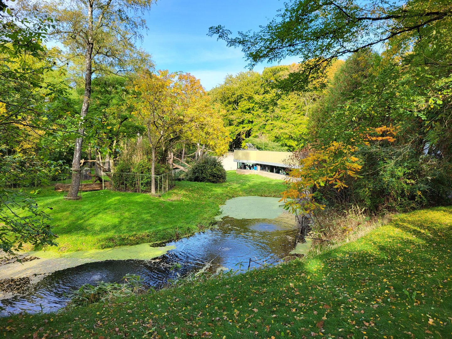 Gorilla outdoor enclosure