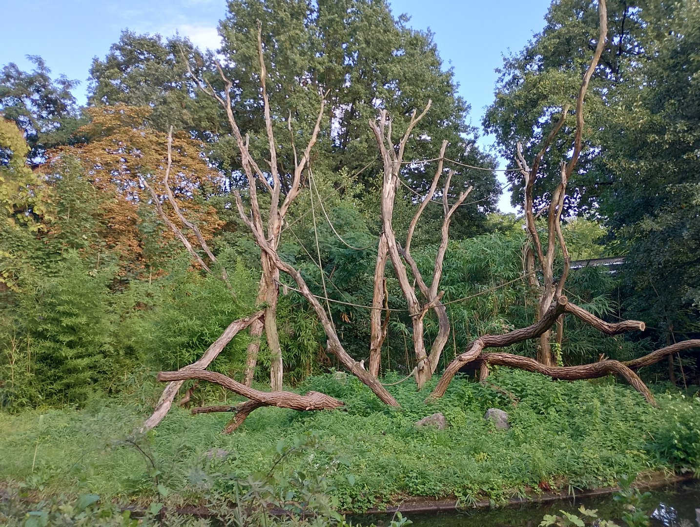 Gorilla outdoor enclosure